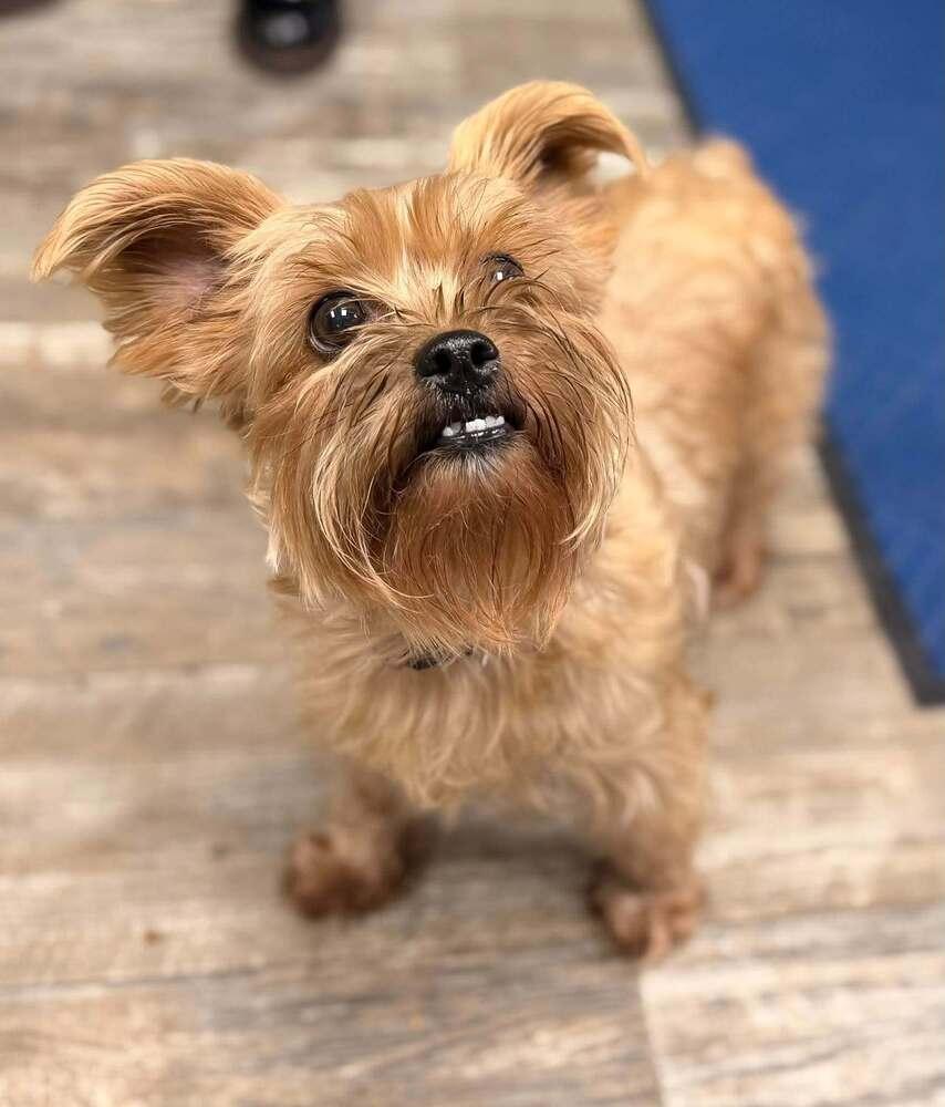 Enlarge Wednesday, a Adoptable mixed breed in Mishawaka, IN image 6/6