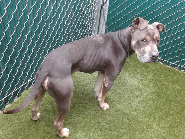 ATREUS, Adoptable, Adult Male Pit Bull Terrier & Mixed Breed.