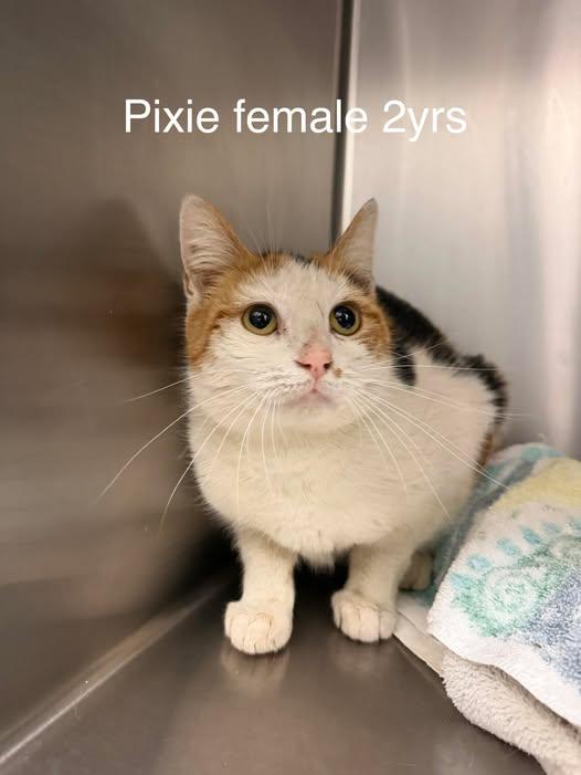 Enlarge Pixie, a ADOPTABLE Domestic Short Hair in Amherst, VA image 1/1