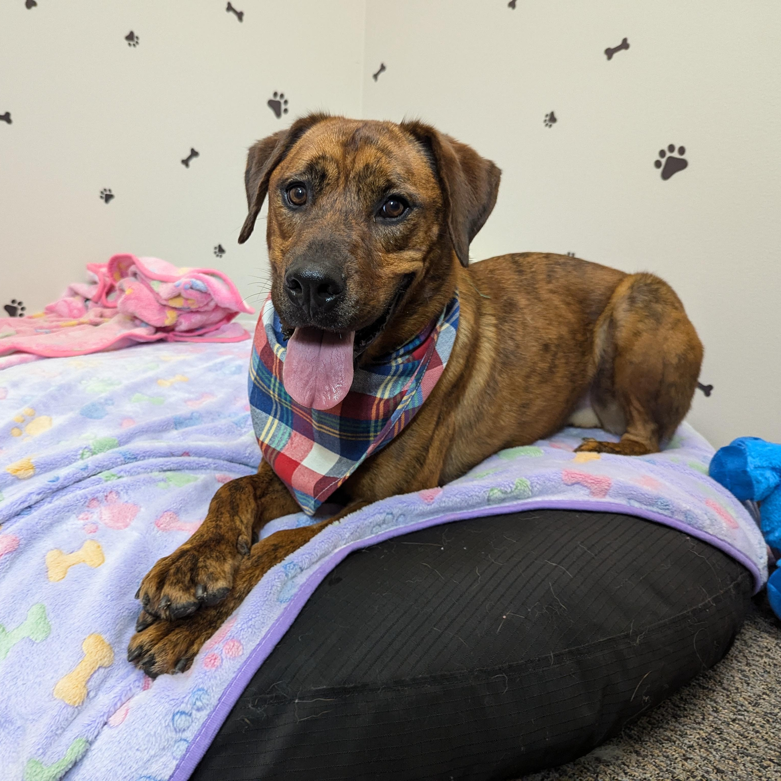 Meka, a Adoptable mixed breed in cincinnati, OH image 4/6