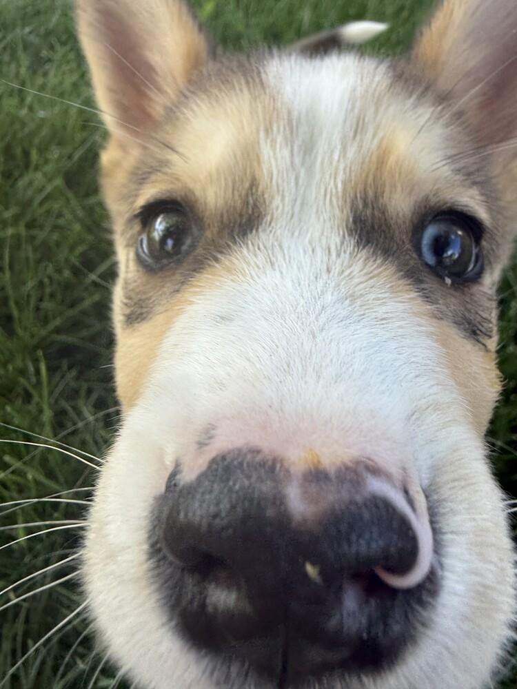 Timber, Adoptable, Puppy Male Husky & Mixed Breed.