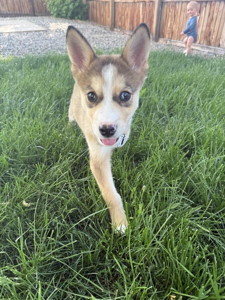 Timber, a Adoptable mixed breed in Denver, CO image 4/5
