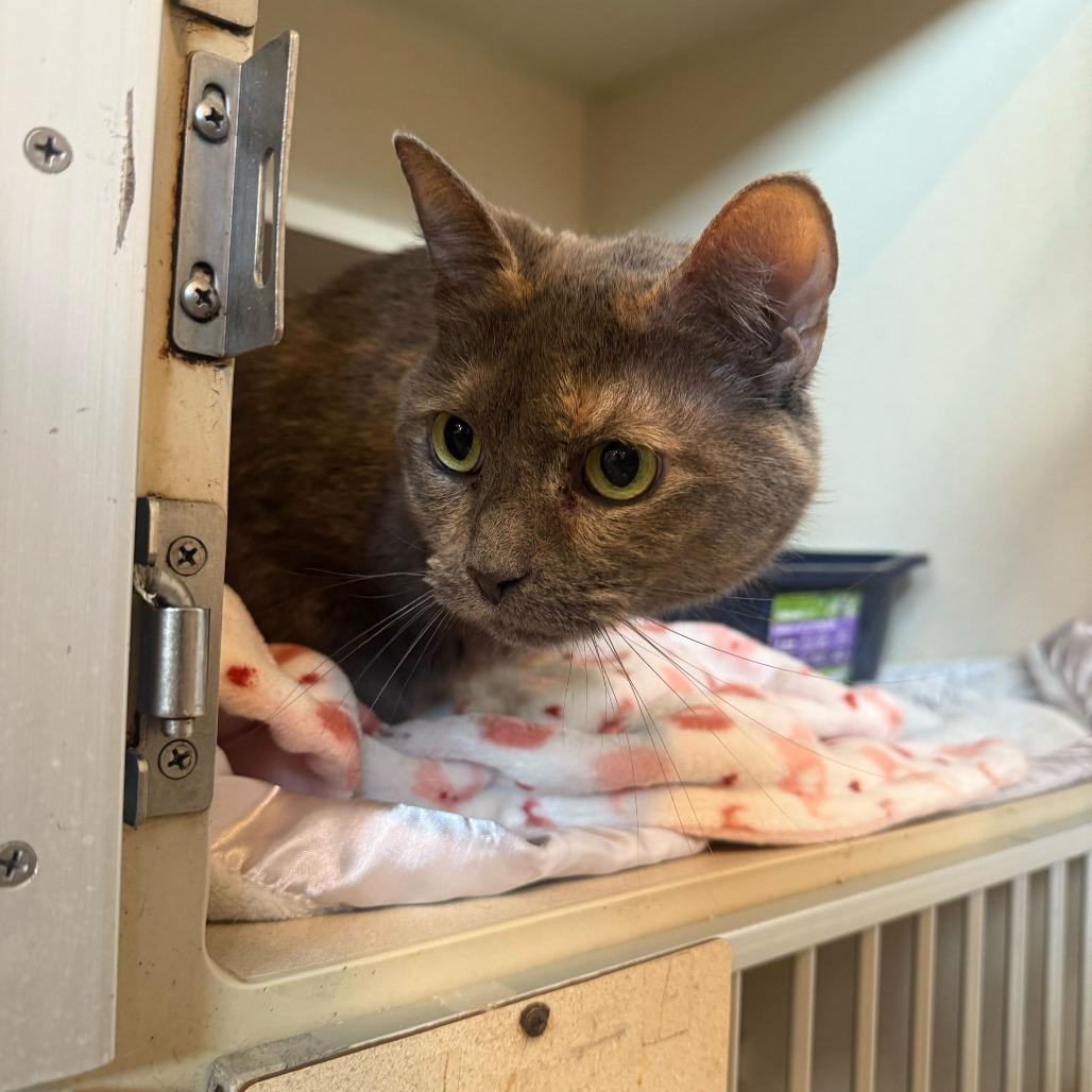 Lorelei, Adoptable, Senior Female Domestic Short Hair & Mixed Breed.