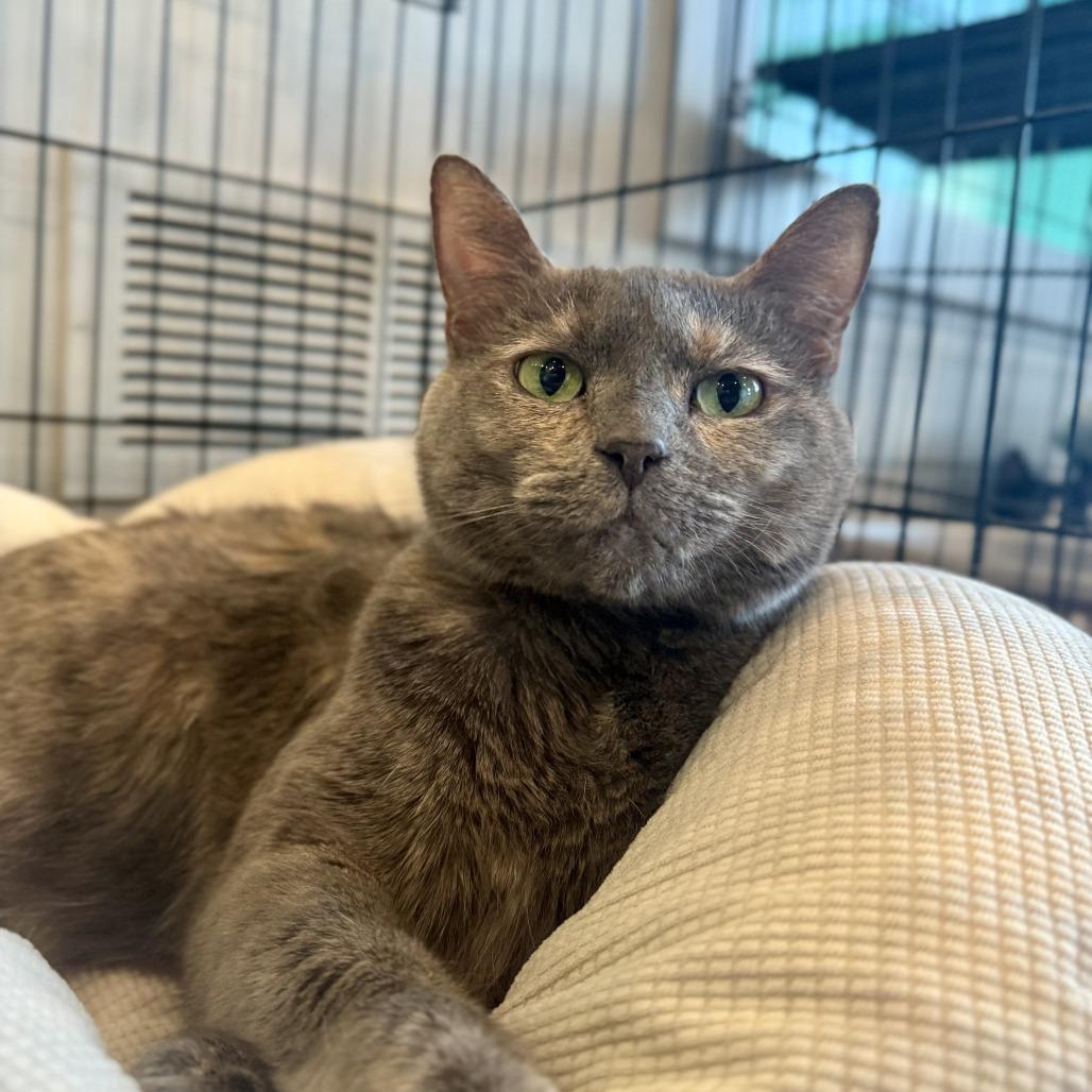 Enlarge Lorelei, a Adoptable mixed breed in Louisville, KY image 2/6