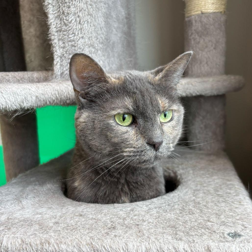 Enlarge Lorelei, a Adoptable mixed breed in Louisville, KY image 3/6