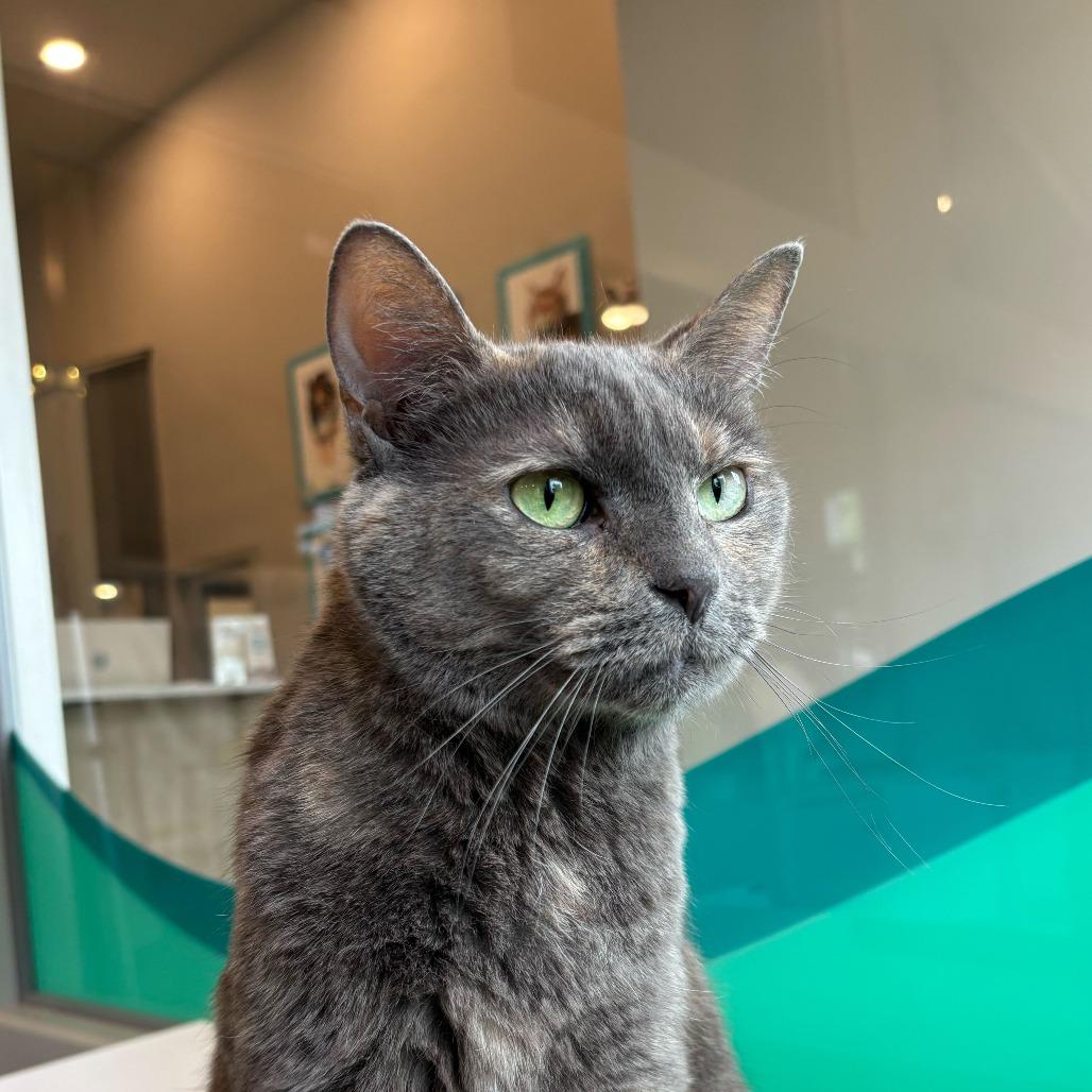 Enlarge Lorelei, a Adoptable mixed breed in Louisville, KY image 4/6