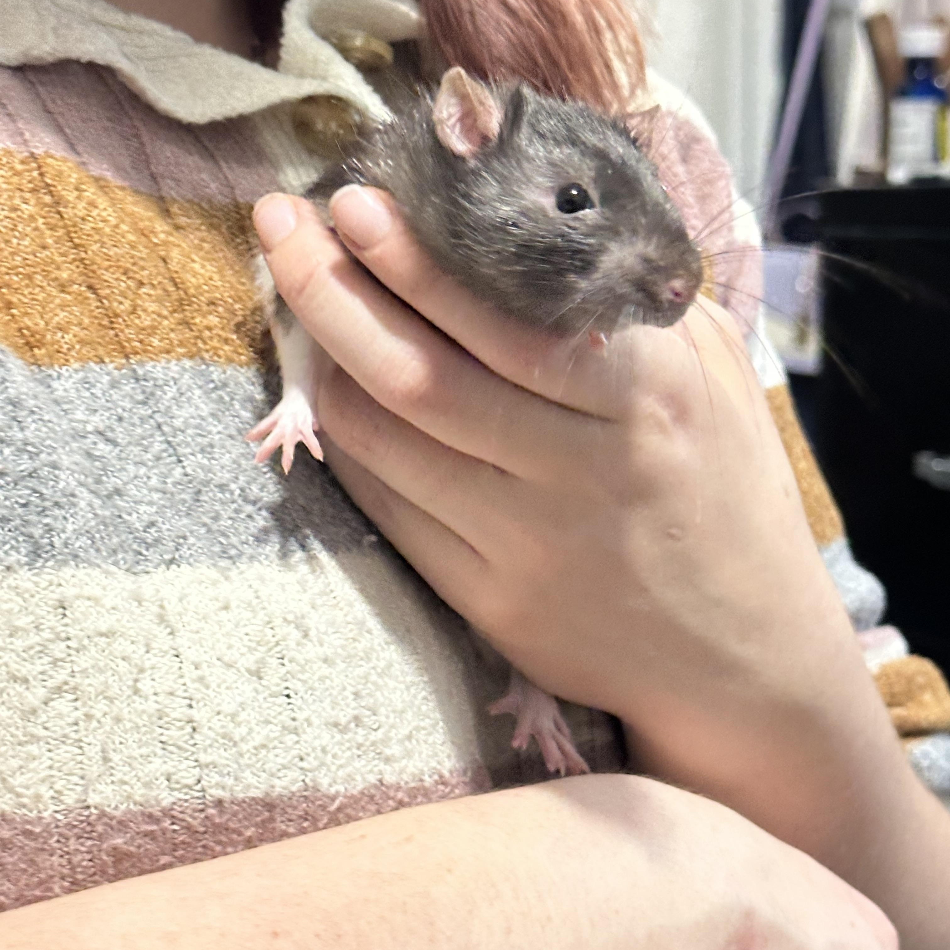 Enlarge Rathaniel, Ratthew and Ratspuden, an adopted Rat in Irvine, CA image 3/5