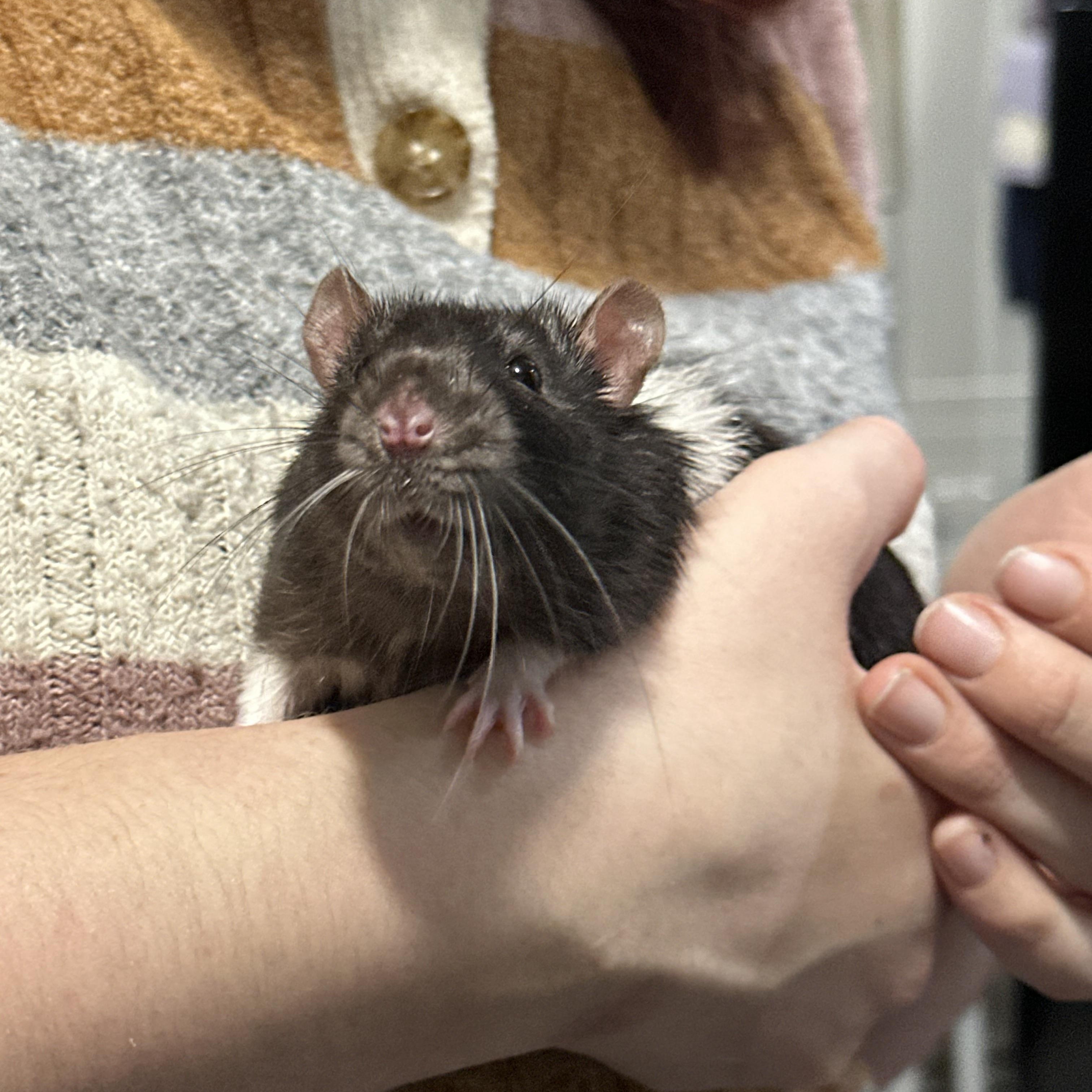 Rathaniel, Ratthew and Ratspuden, adopted, Adult Male Rat.