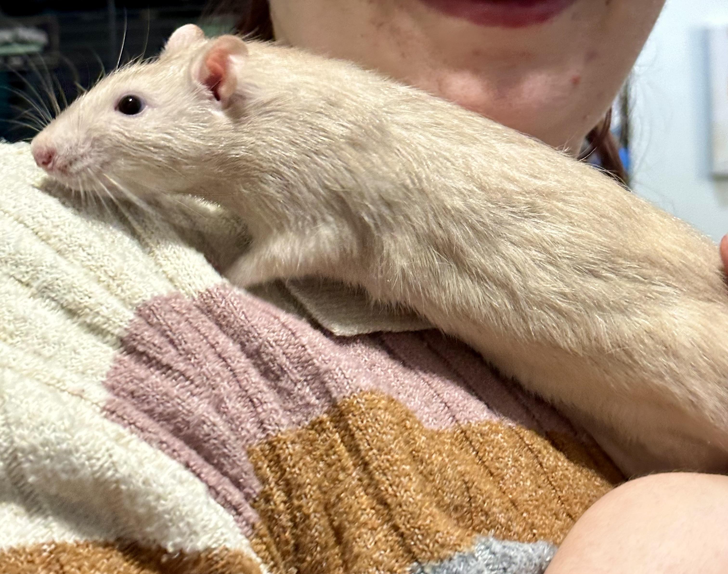 Enlarge Rathaniel, Ratthew and Ratspuden, an adopted Rat in Irvine, CA image 5/5