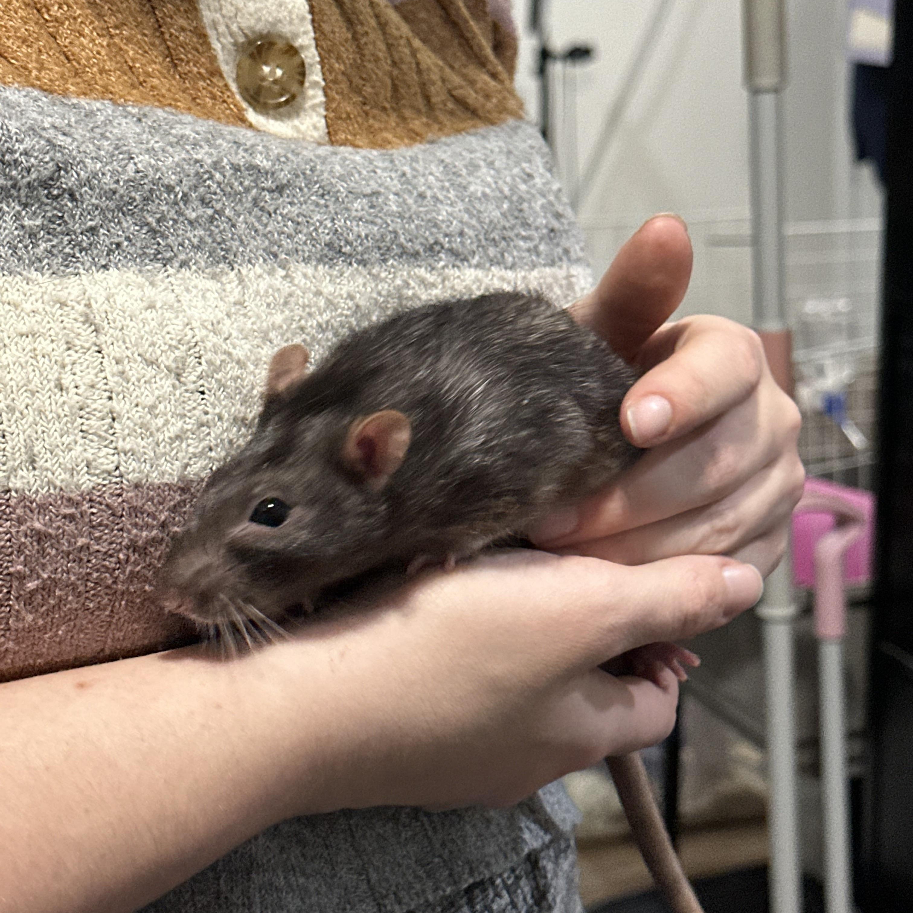 Enlarge Rathaniel, Ratthew and Ratspuden, an adopted Rat in Irvine, CA image 4/5