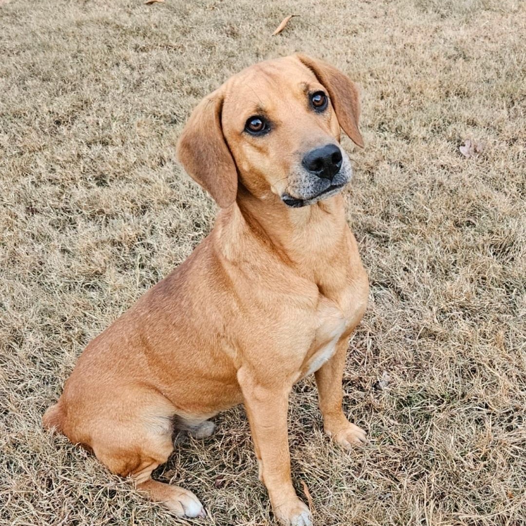 Enlarge GUS  ** SO MUCH FUN **, a Adopted mixed breed in Newington, CT image 1/6