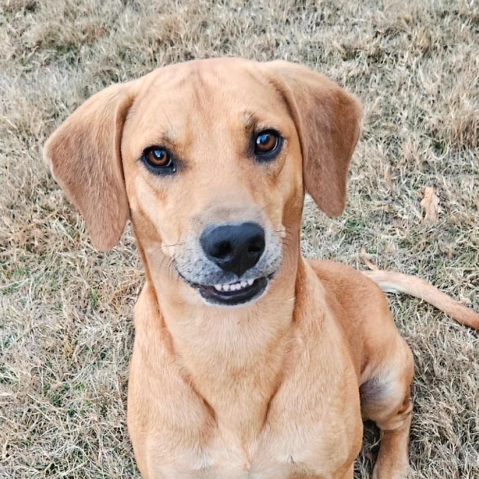 Enlarge GUS  ** SO MUCH FUN **, a Adopted mixed breed in Newington, CT image 4/6