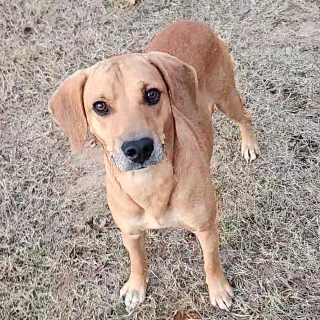 Enlarge GUS  ** SO MUCH FUN **, a Adopted mixed breed in Newington, CT image 5/6