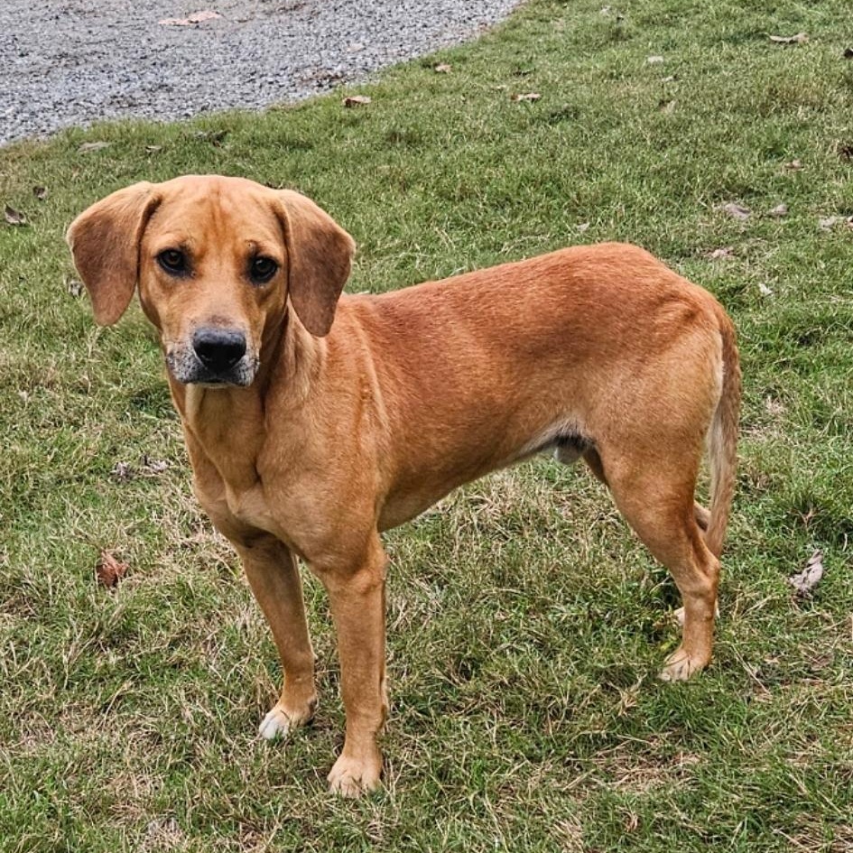 Enlarge GUS  ** SO MUCH FUN **, a Adopted mixed breed in Newington, CT image 2/6