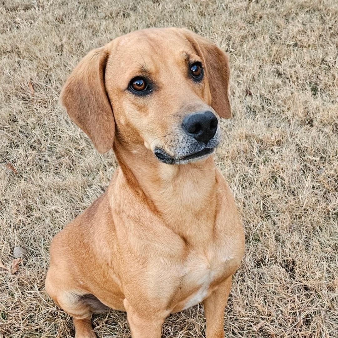 Enlarge GUS  ** SO MUCH FUN **, a Adopted mixed breed in Newington, CT image 6/6