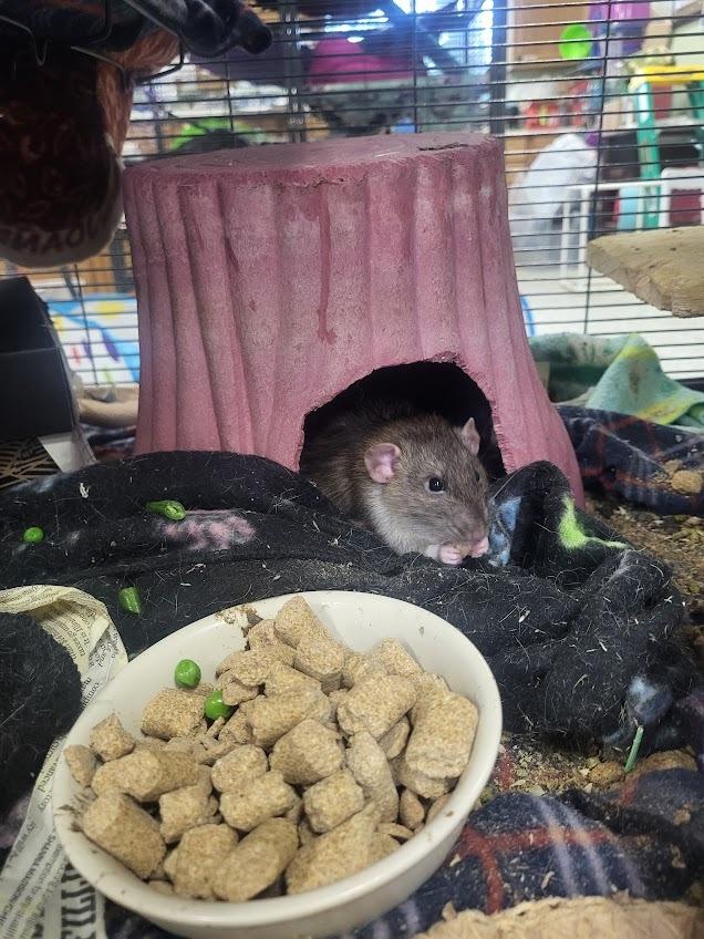 Gerald, Adoptable, Young Male Rat.