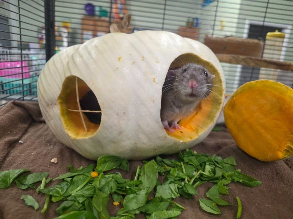 Enlarge Gerald, a Adoptable Rat in CRYSTAL LAKE, IL image 2/4