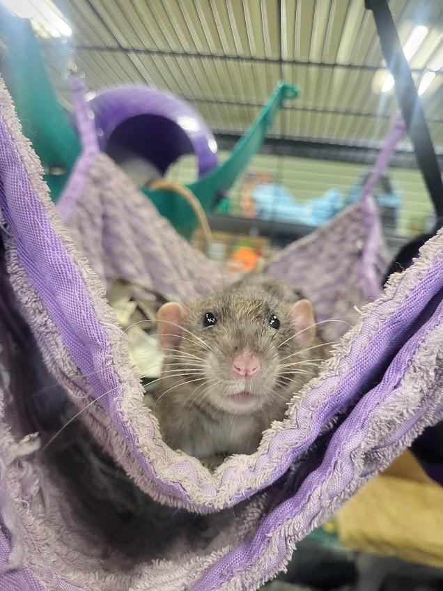 Enlarge Gerald, a Adoptable Rat in CRYSTAL LAKE, IL image 3/4