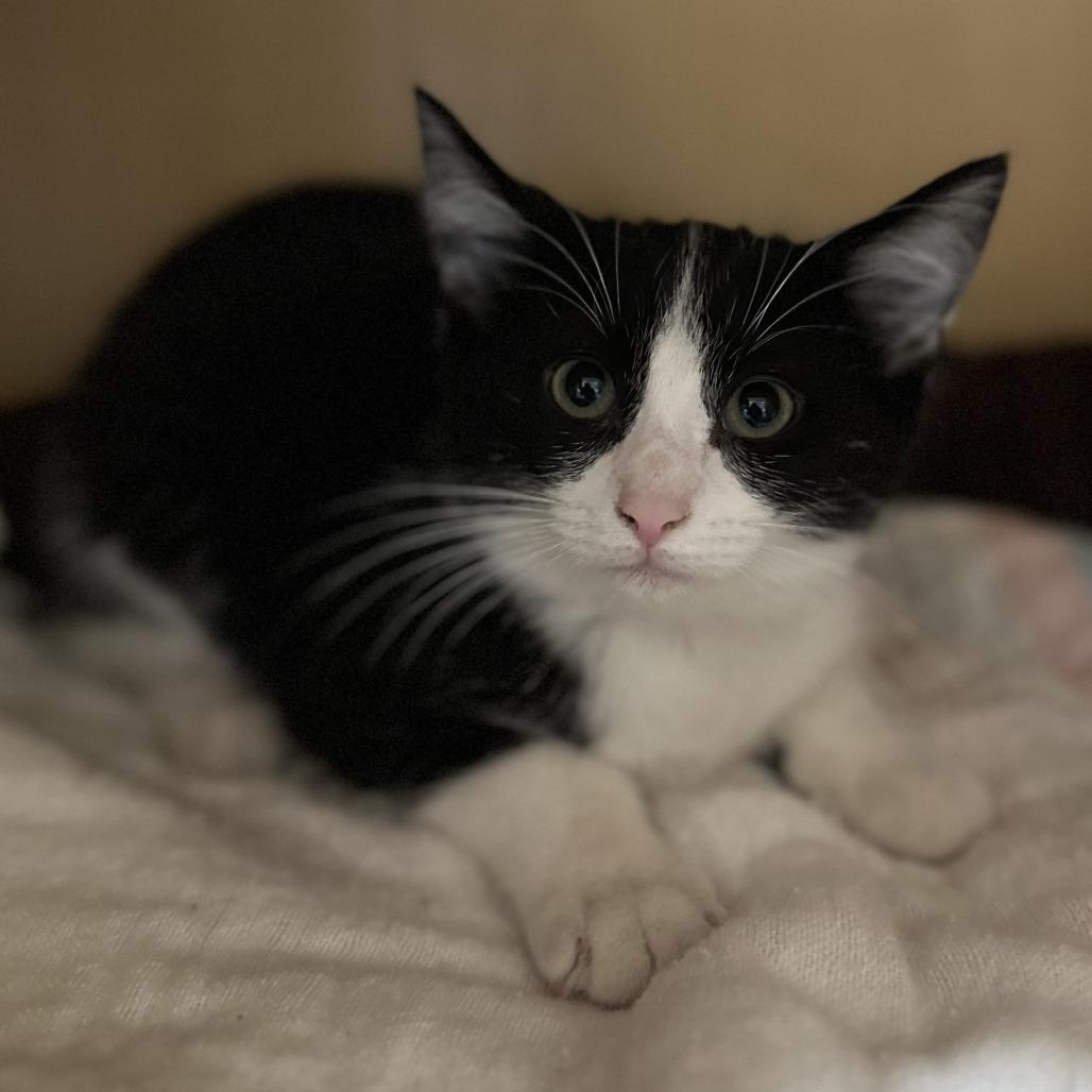 Ear-Tip, ADOPTABLE, Kitten • Female, Domestic Short Hair & American Bobtail.