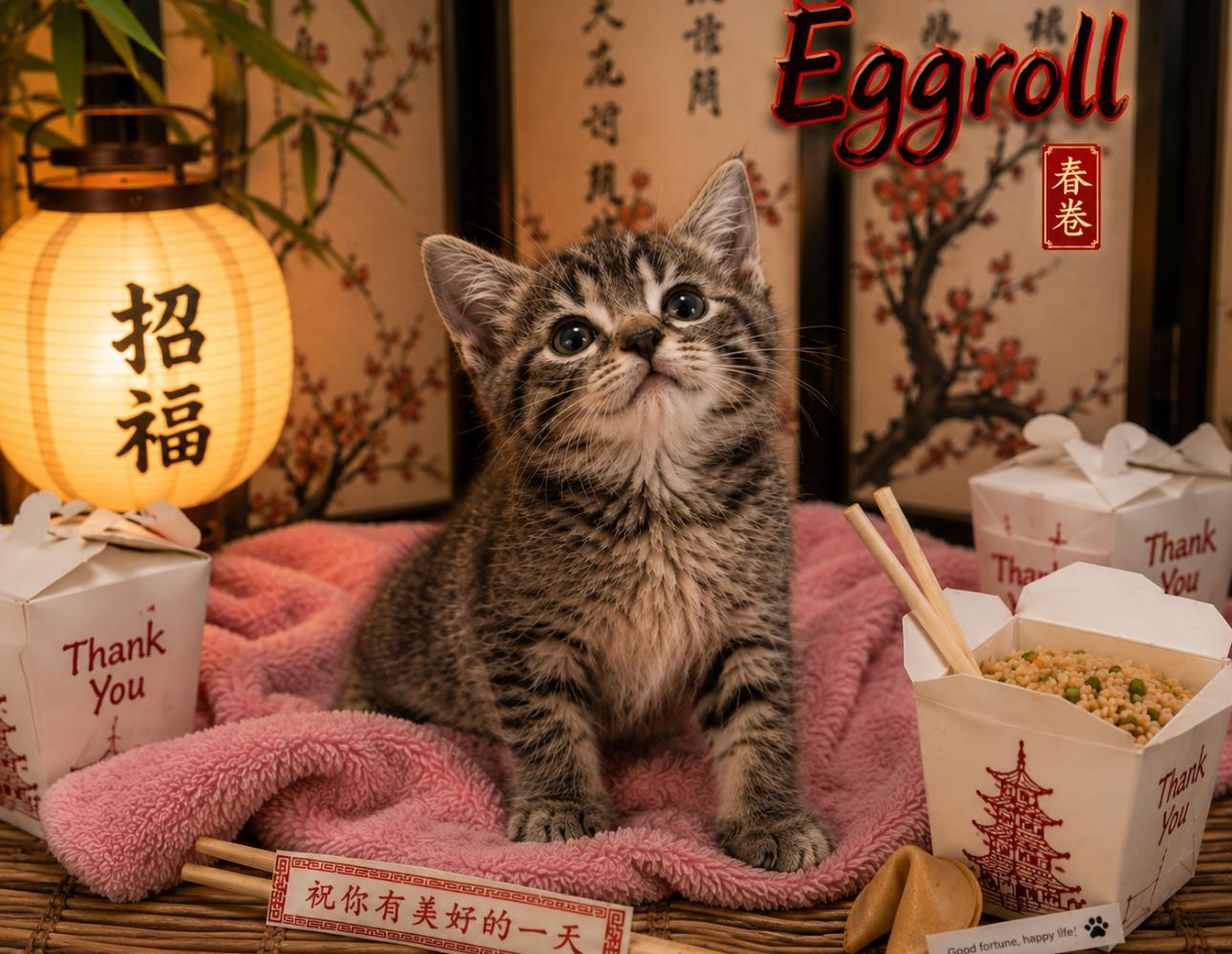 Enlarge Eggroll, an adopted Domestic Short Hair in West Pittston, PA image 2/3