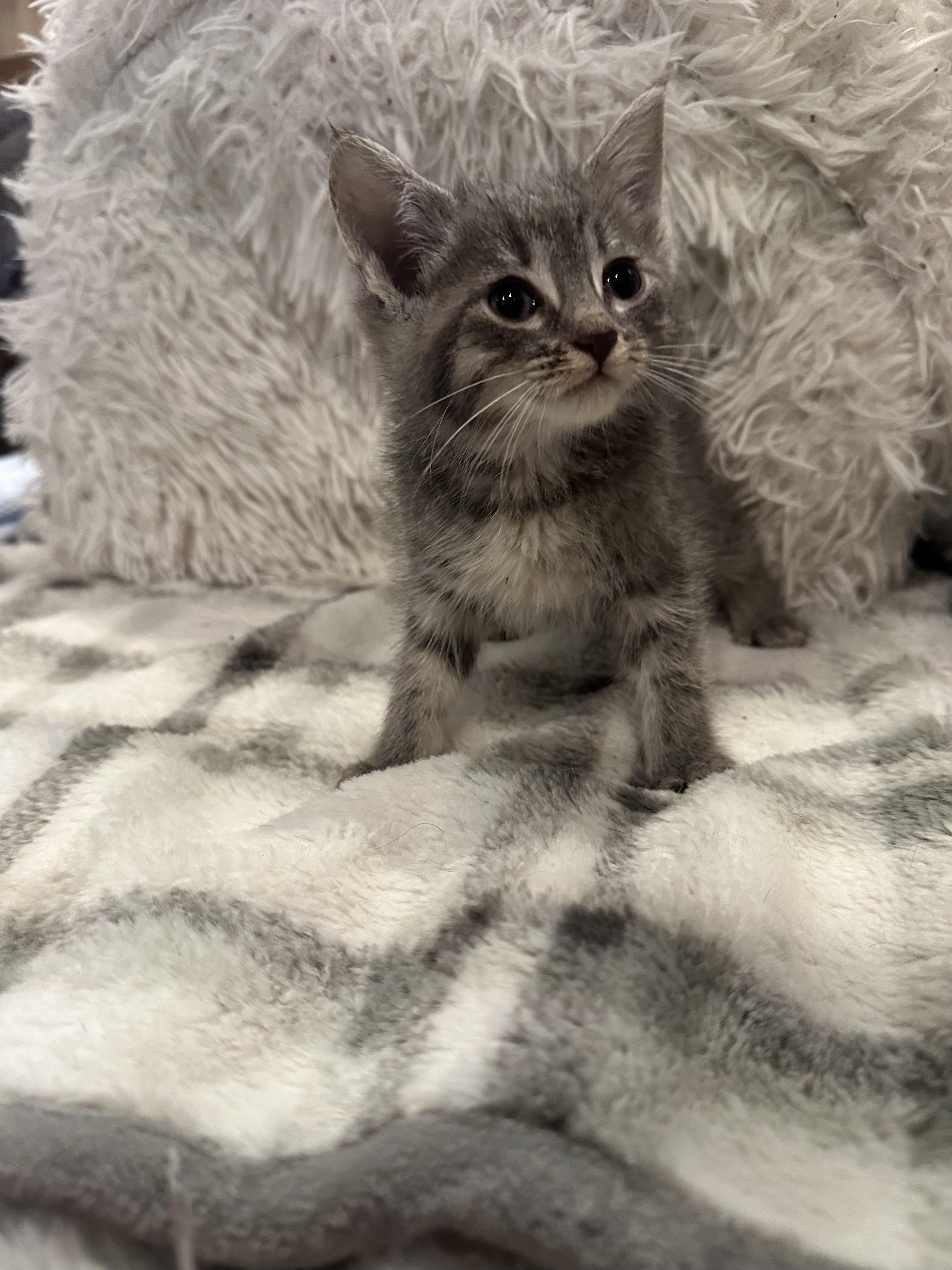 Enlarge Eggroll, an adopted Domestic Short Hair in West Pittston, PA image 3/3