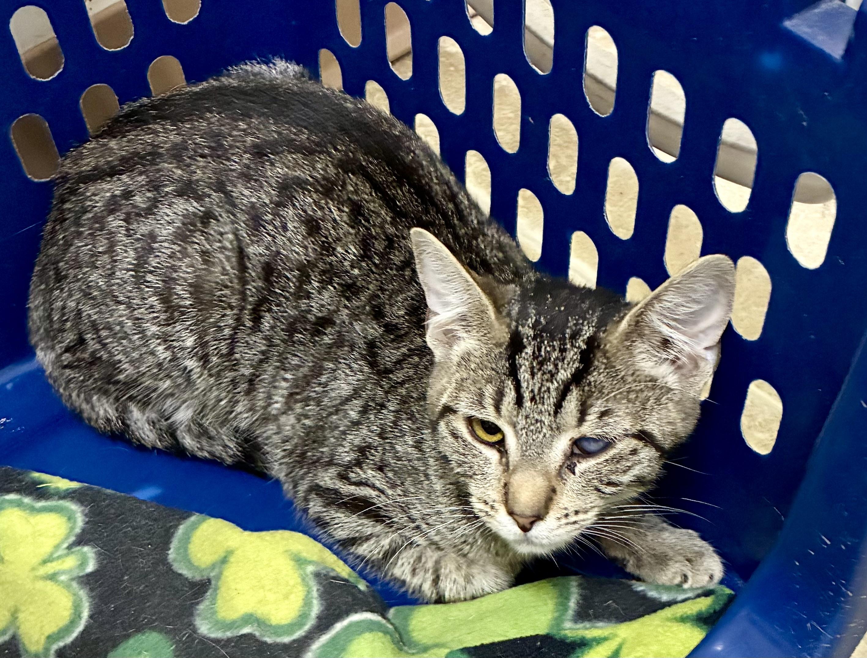 BELL, Adoptable, Young Female Domestic Short Hair.