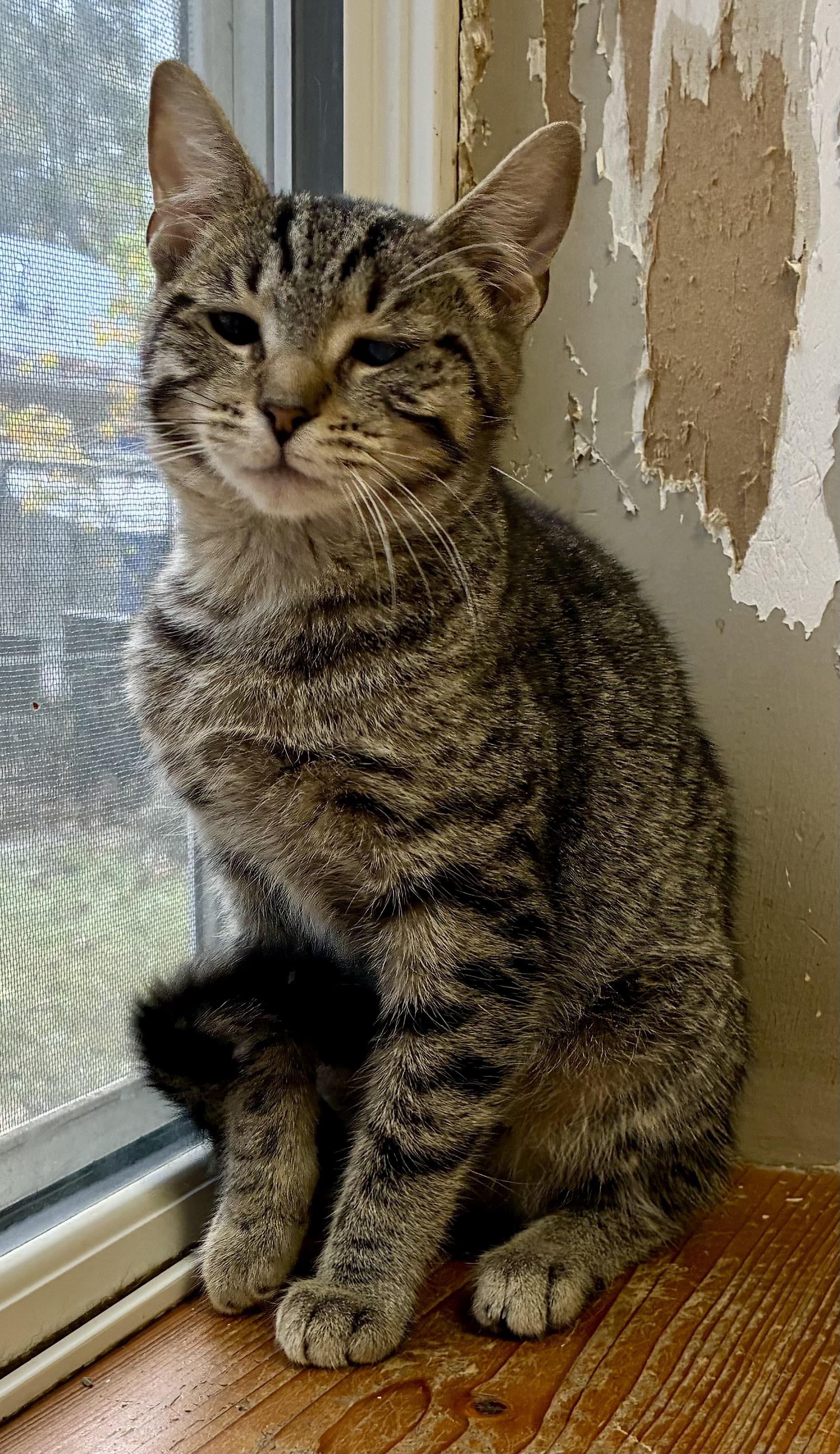 BELL, a Adoptable mixed breed in Louisa, KY image 2/6