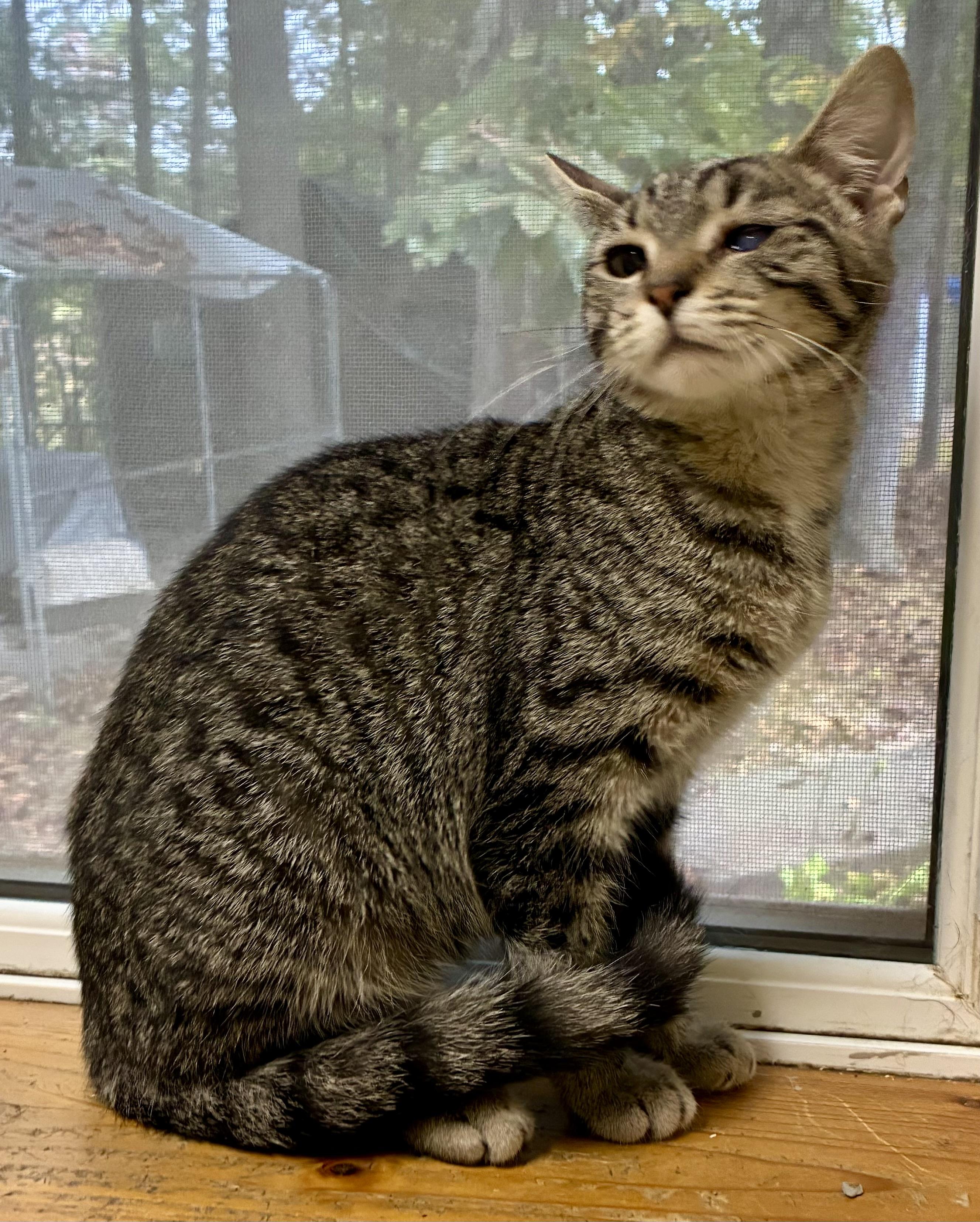 BELL, a Adoptable mixed breed in Louisa, KY image 4/6