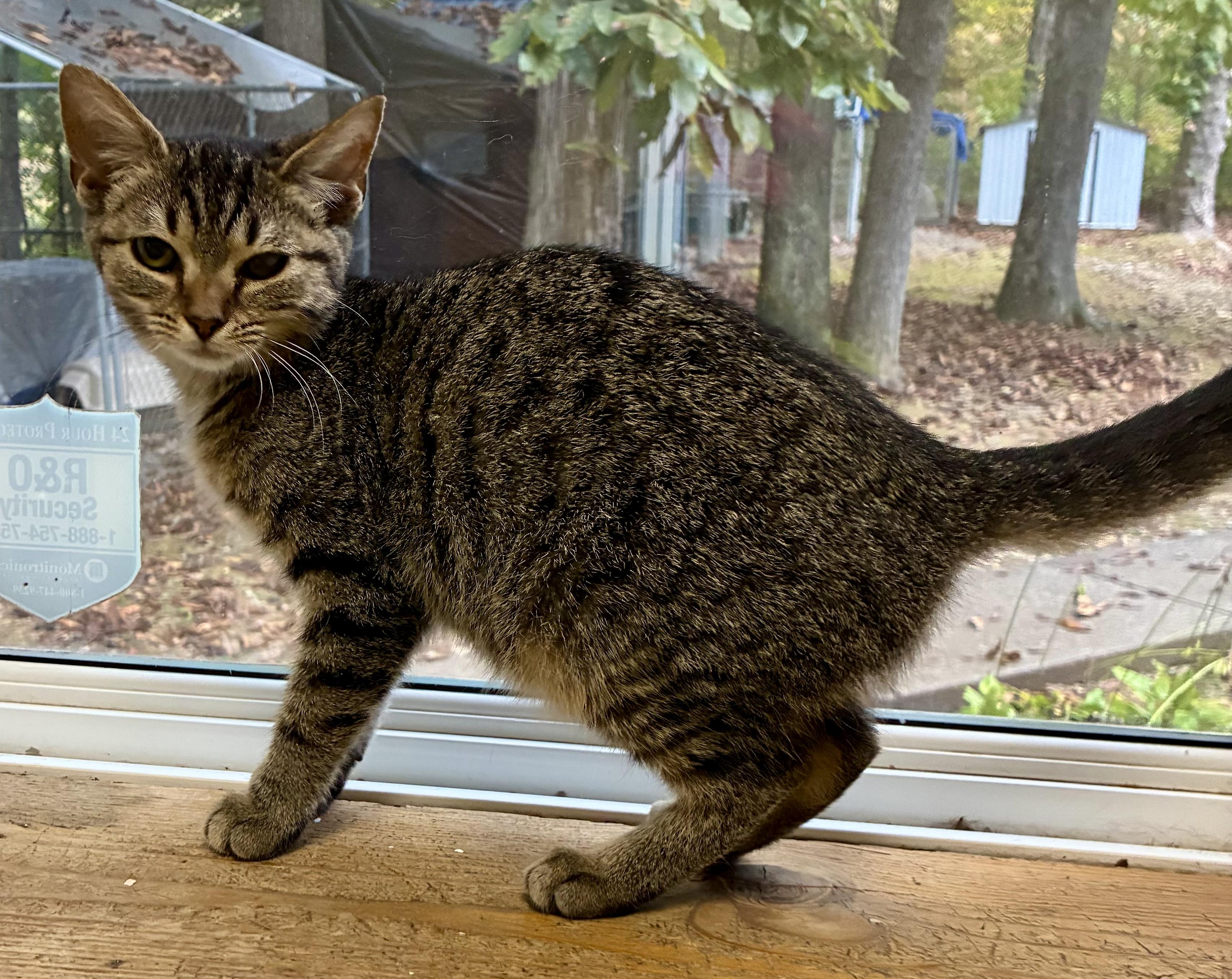 BELL, a Adoptable mixed breed in Louisa, KY image 6/6