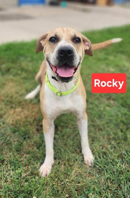 Rocky, Adoptable, Adult Male Shar-Pei & American Staffordshire Terrier.