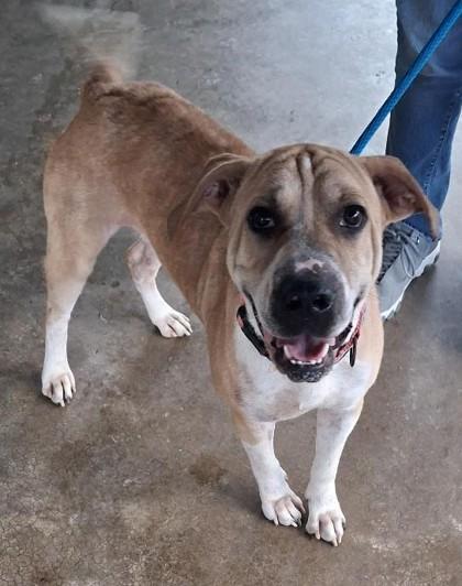 Enlarge Rocky, a Adoptable mixed breed in Clinton, MO image 2/2