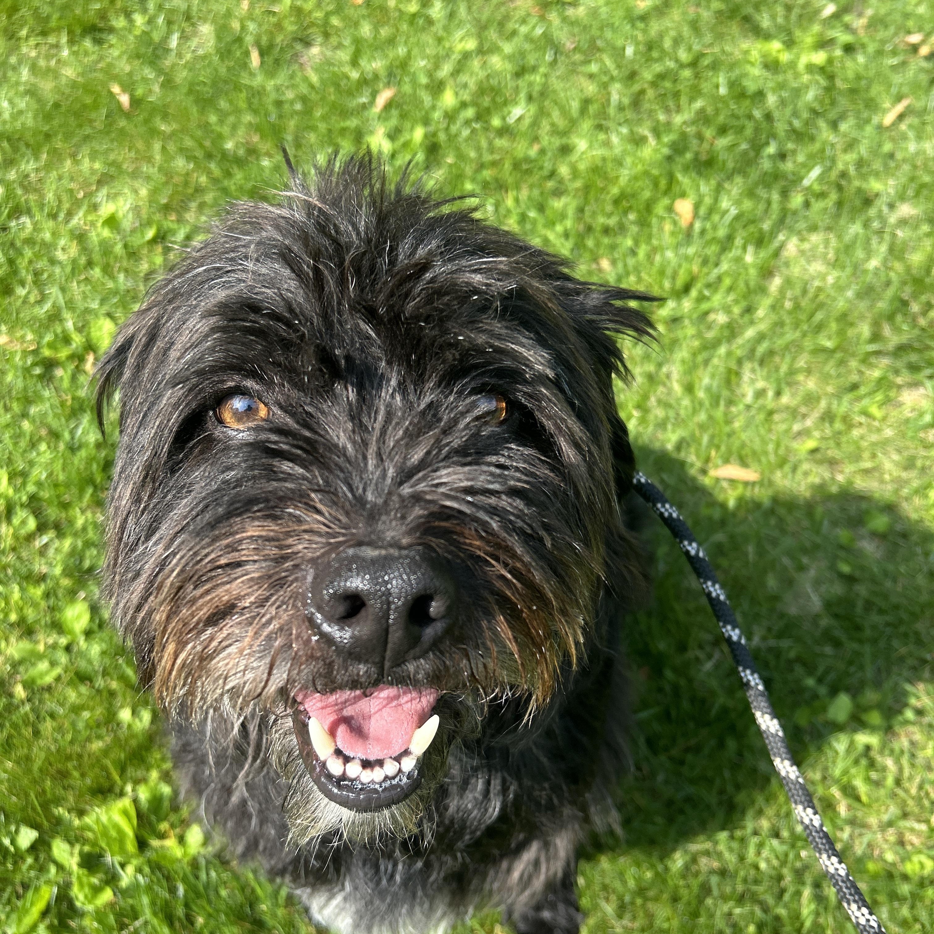 Colonel, an adoptable Goldendoodle in Pottsville, PA, 17901 | Photo Image 1