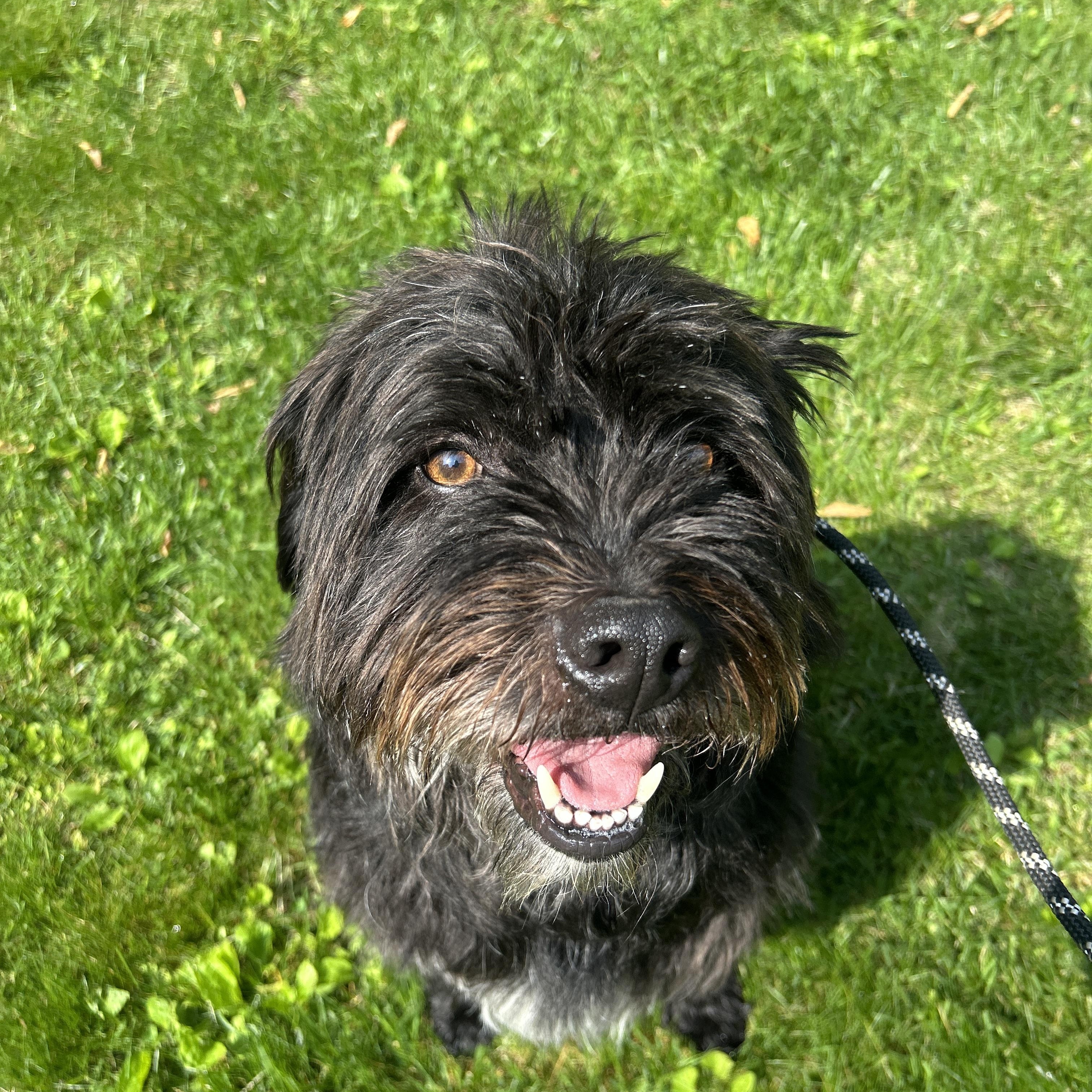 Colonel, an adoptable Goldendoodle in Pottsville, PA, 17901 | Photo Image 2