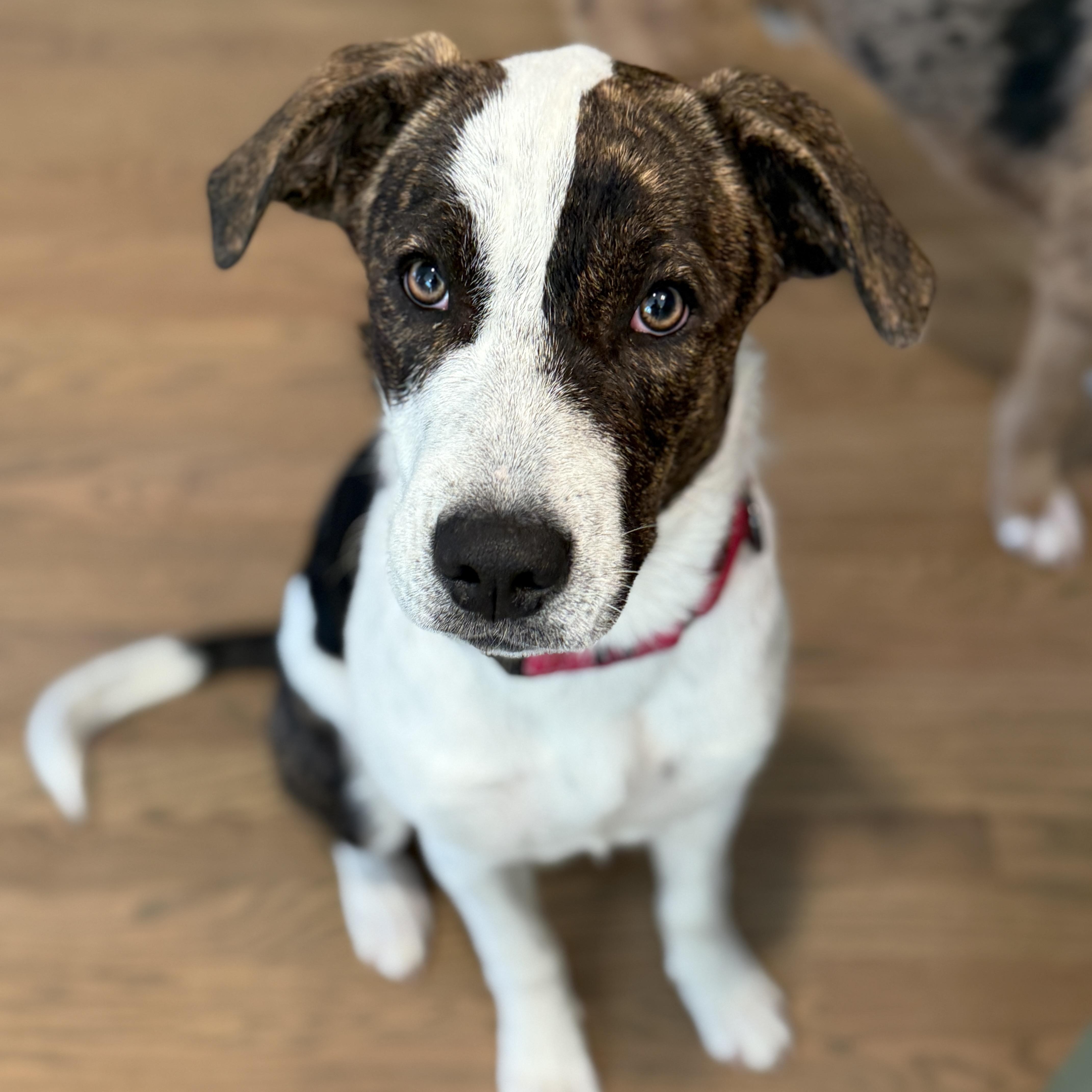 Avery, ADOPTABLE, Puppy Female Catahoula Leopard Dog & Hound.