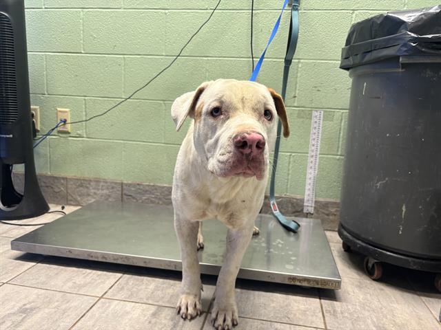 PINKEY, Adoptable, Adult Female American Staffordshire Terrier & Mixed Breed.