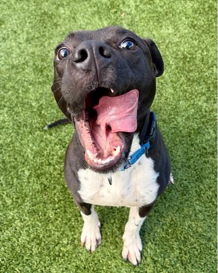 WINSTON, Adoptable, Adult Male Pit Bull Terrier & Mixed Breed.