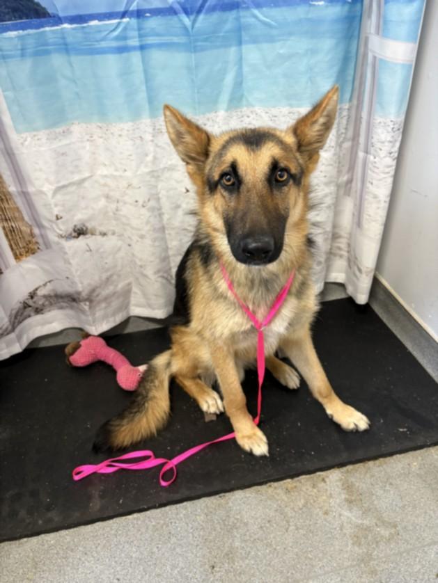 A210388, Adoptable, Adult Male German Shepherd Dog.