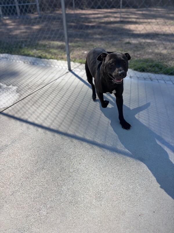 Crash, Adoptable, Adult Male Pit Bull Terrier.