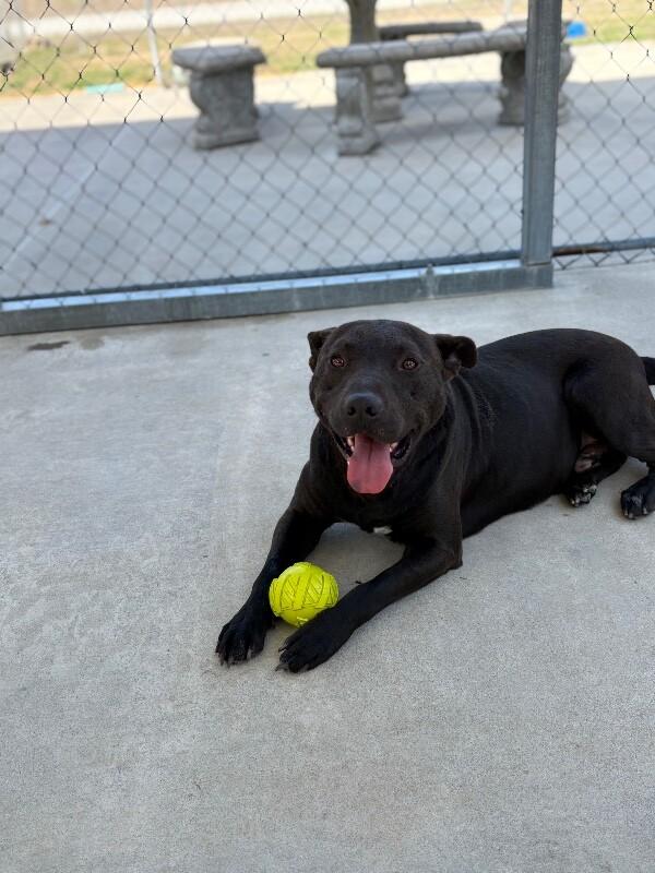 Enlarge Crash, a Adoptable Pit Bull Terrier in Burgaw, NC image 2/6