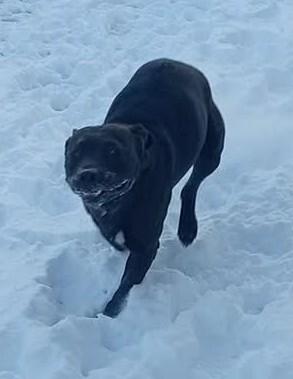 Enlarge Crash, a Adoptable Pit Bull Terrier in Burgaw, NC image 3/6