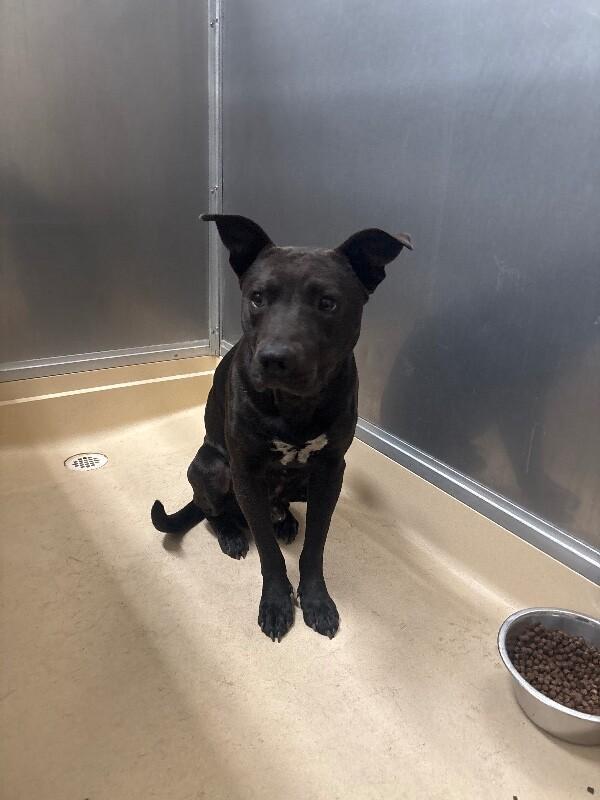 Enlarge Crash, a Adoptable Pit Bull Terrier in Burgaw, NC image 1/1