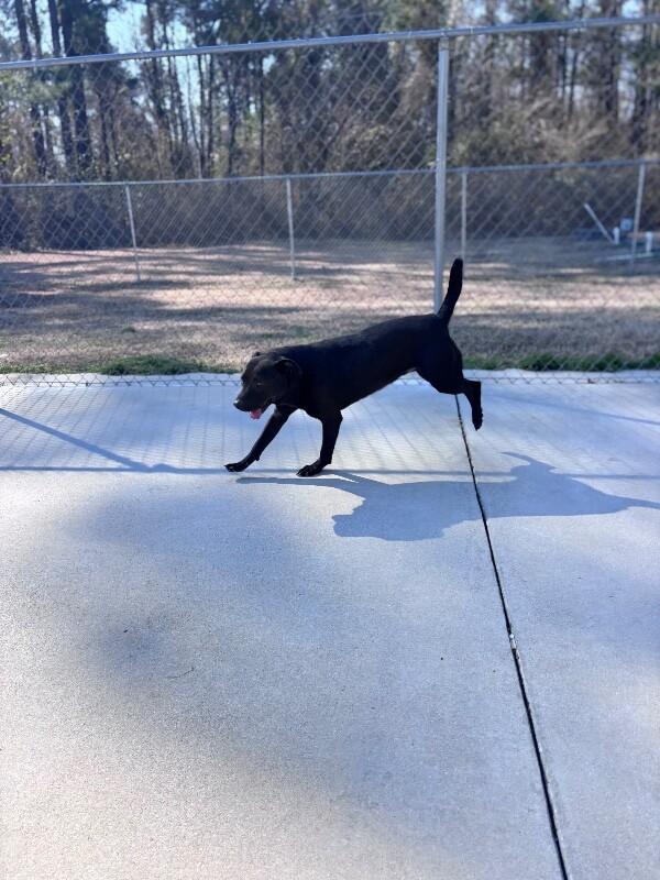 Enlarge Crash, a Adoptable Pit Bull Terrier in Burgaw, NC image 5/6