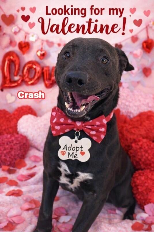 Enlarge Crash, a Adoptable Pit Bull Terrier in Burgaw, NC image 6/6