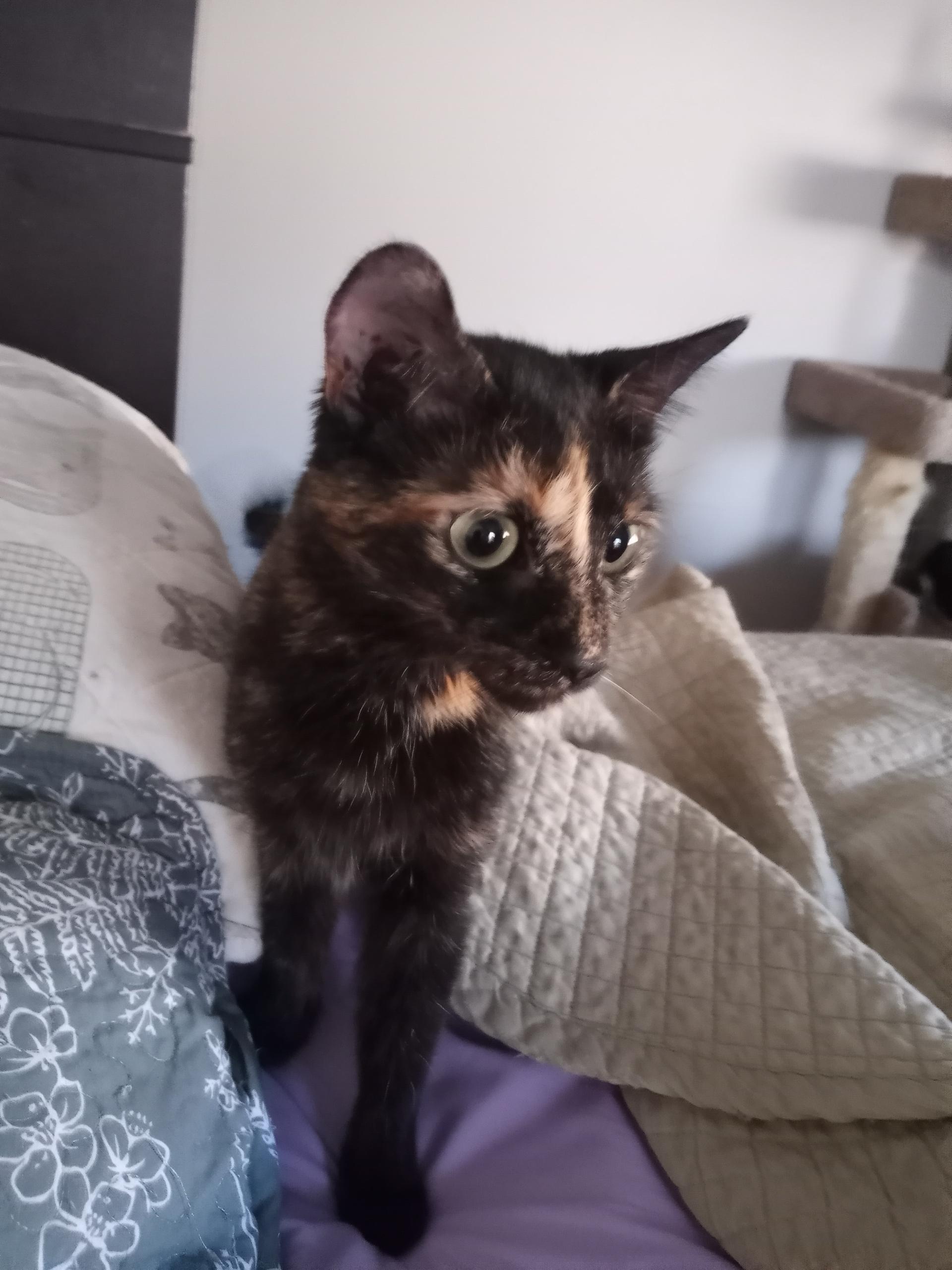 Cookie, a Adopted Domestic Short Hair in Las Vegas, NV image 5/6