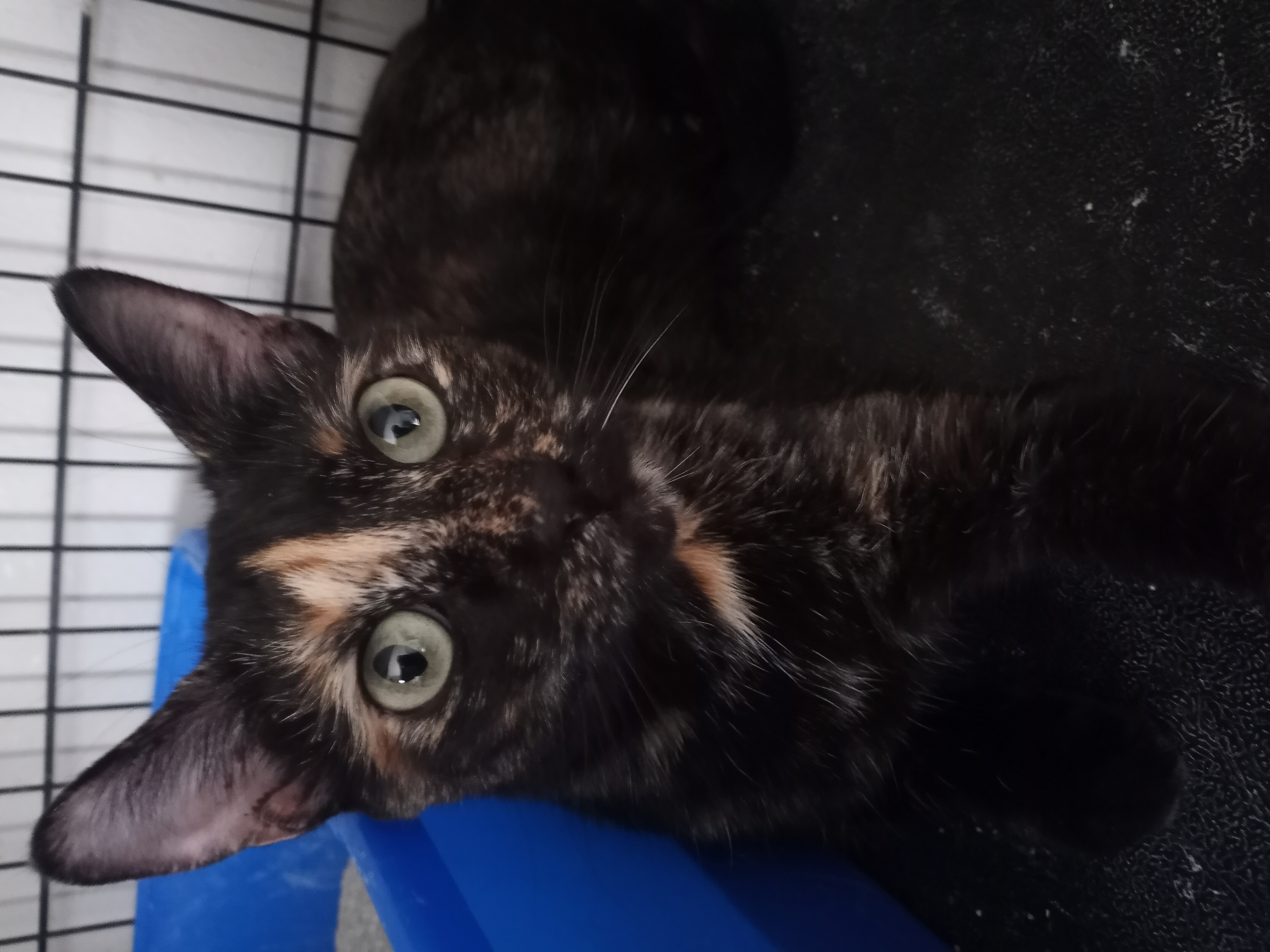 Cookie, Adopted, Young Female Domestic Short Hair.