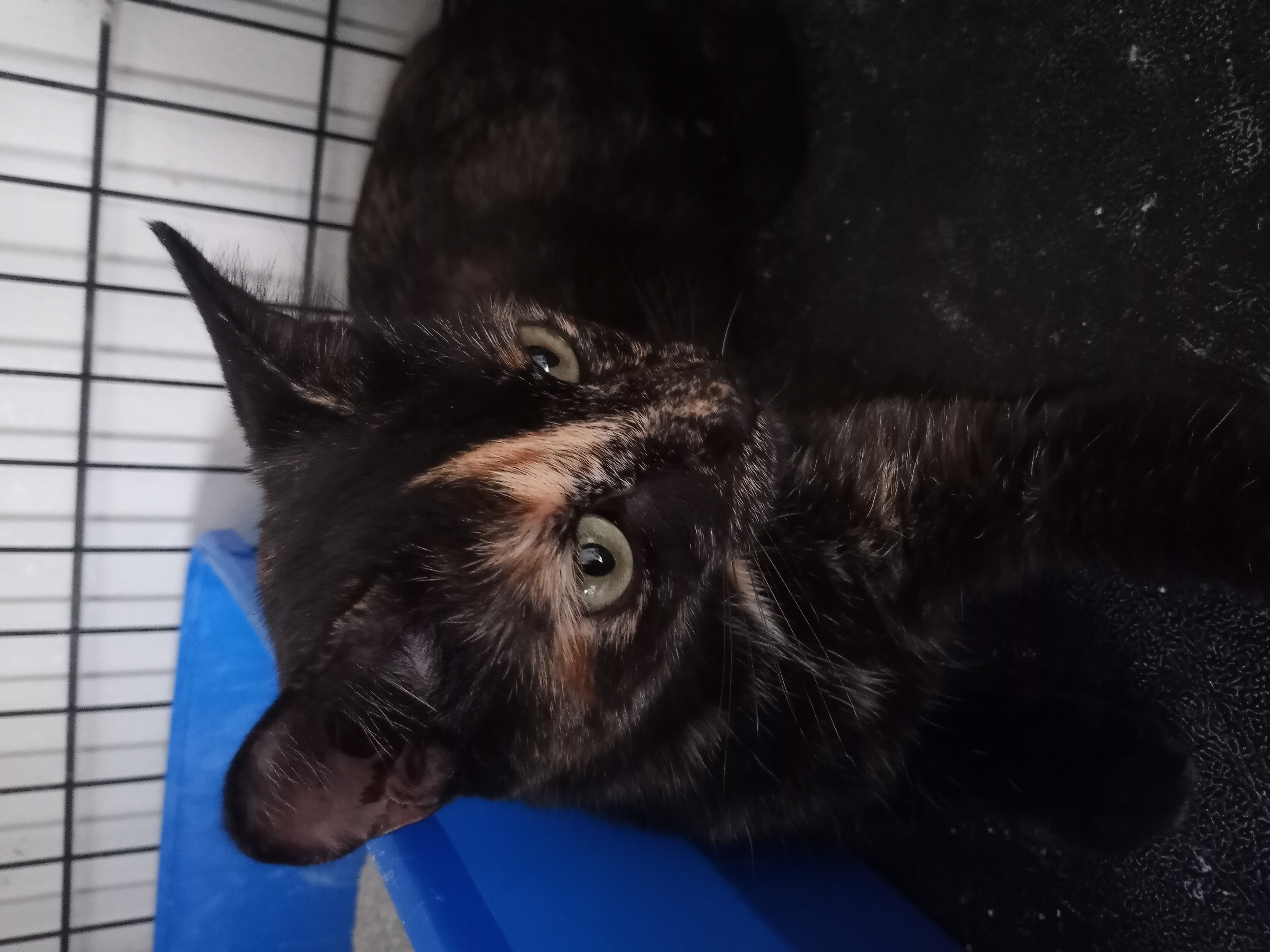 Cookie, a Adopted Domestic Short Hair in Las Vegas, NV image 4/6