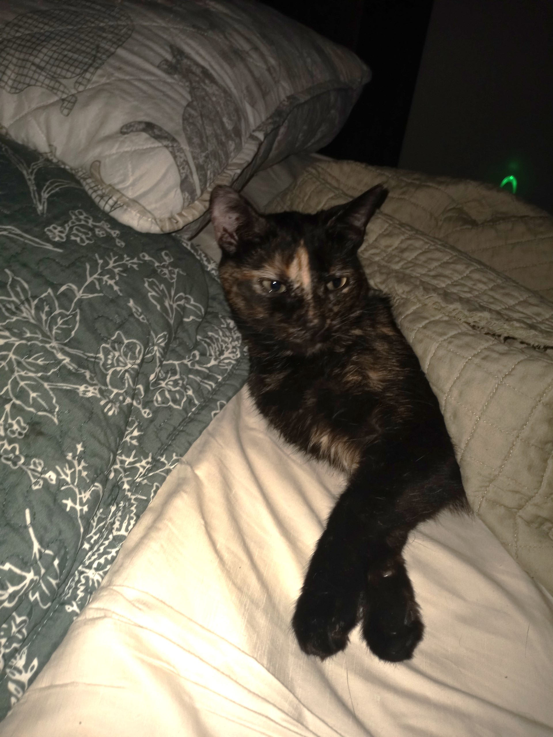 Cookie, a Adopted Domestic Short Hair in Las Vegas, NV image 2/6