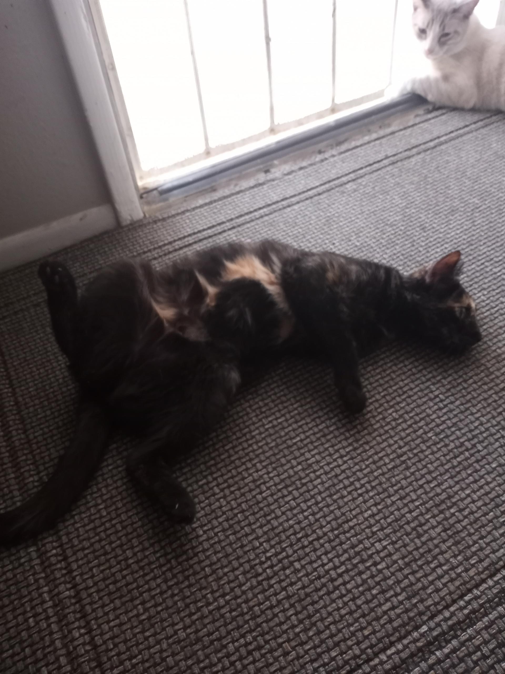 Cookie, a Adopted Domestic Short Hair in Las Vegas, NV image 6/6