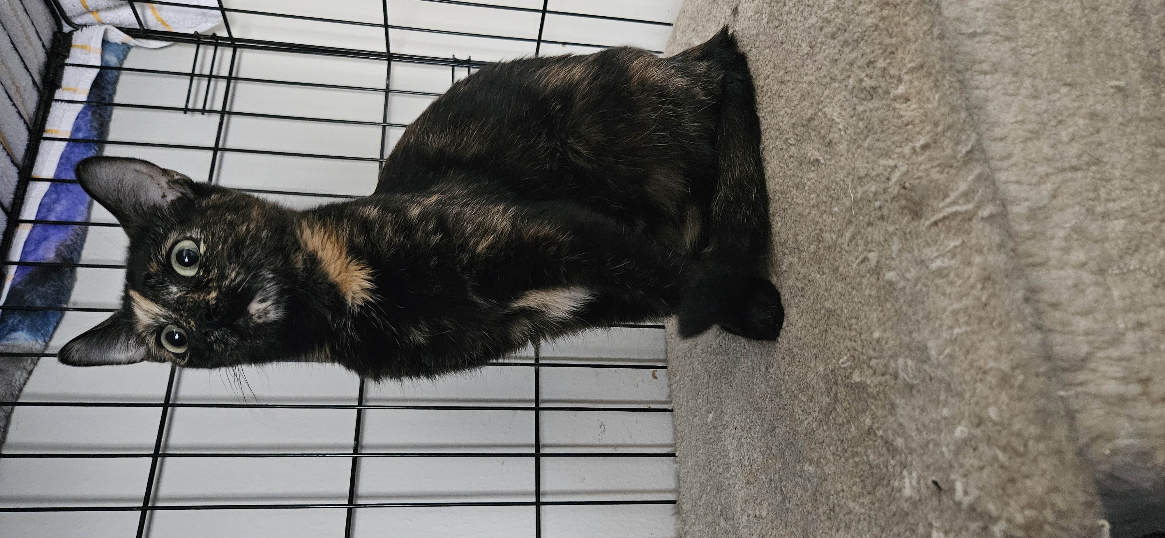 Cookie, a Adopted Domestic Short Hair in Las Vegas, NV image 3/6