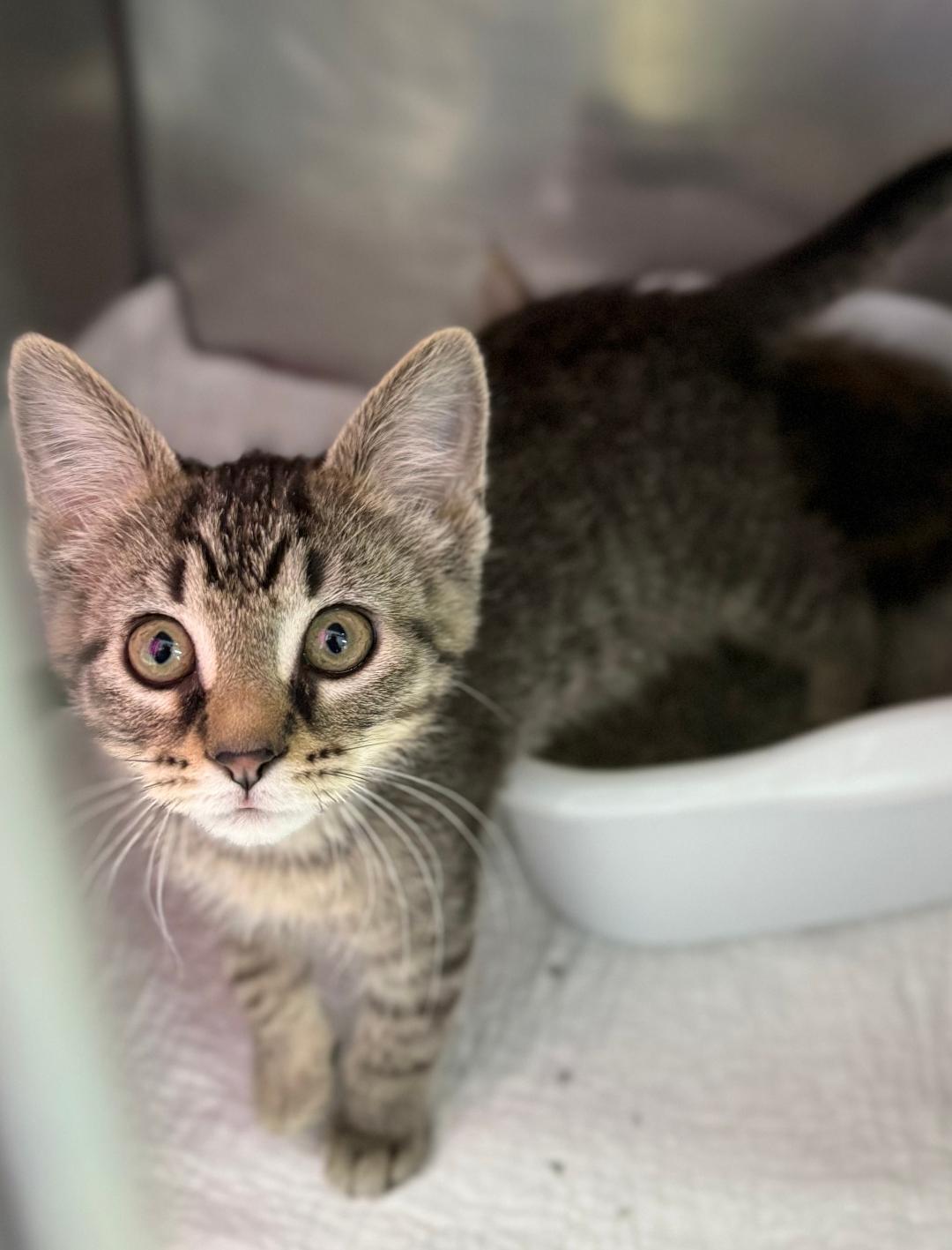 Clarice, adopted, Kitten Female Domestic Short Hair.